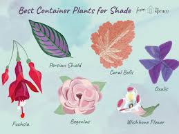 It will tolerate some sun, but its best color typically occurs in shade. 11 Great Shade Plants For Container Gardens