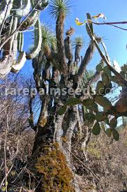 Image result for Nolletia arenosa