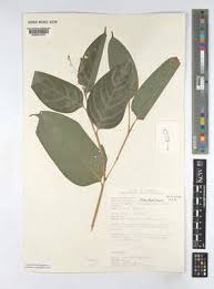 Image result for Marantochloa