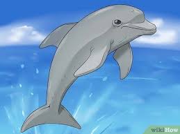 Mewarnai.my.id ~ pada kesempatan kali ini kami akan memberikan mewarnai gambar ikan lumba lumba yang saat ini anda cari. Cara Menggambar Lumba Lumba 14 Langkah Dengan Gambar Wikihow