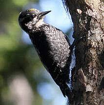 Image result for Tridactyle virginea