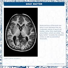 chorus 1 grey matter, grey matter, ooh grey matter, grey matter, ooh grey matter, grey matter, ooh grey matter, grey matter, ooh ooh, ooh. Gray Matter