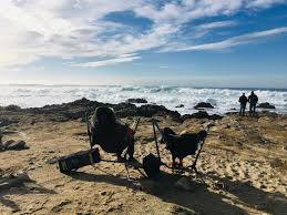 2020 New Free Shipping Worldwide Recliner Luxury Camping Chair Tomaob Luxury Camping Camping Worldwide