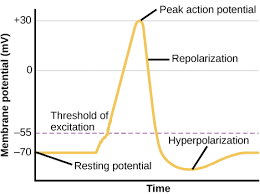 Depolarization Hyperpolarization Neuron Action Potentials Article Khan Academy