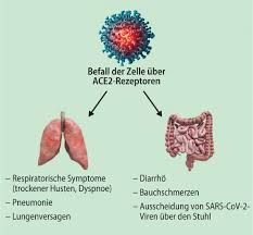 Wie Das Coronavirus Den Magen Darm Trakt Angreift Springerlink