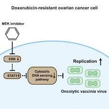 Image result for MEK Inhibitor