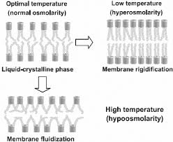 Tauroursodeoxycholic Acid (Tudca) Counters Osteoarthritis By Regulating  Intracellular Cholesterol Levels And Membrane Fluidity Of Degenerated  Chondroc ... - Biomaterials Science (Rsc Publishing) Doi:10.1039/C9Bm00426B