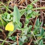 Image result for Justicia odora