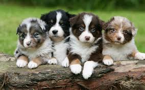 Black And Tan Australian Shepherd Puppies For Sale Download Wallpapers Australian Shepherd Small Puppies 4k Cute Animals Quartet Different Col Australian Shepherd Aussie Puppies Australian Shepherd Puppies