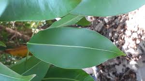 Image result for Syzygium cumini
