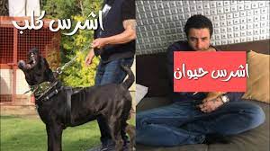 We did not find results for: Ù…Ù…Ø«Ù„ Ù…Ø´Ù‡ÙˆØ± ØµØ§Ø­Ø¨ Ø§Ø´Ø±Ø³ ÙƒÙ„Ø¨ ÙŠÙ†Ø§ÙØ³ ÙƒÙ„Ø§Ø¨ Ù…Ø´Ø§Ù‡ÙŠØ± Ø§Ù„ÙÙ† Youtube