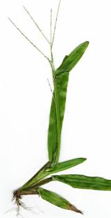 Image result for Axonopus