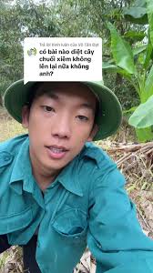 Cách Diệt Cây Chuối Theo Phong Cách Xưa