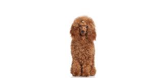 Puppies will be available when 8 weeks of age, vaccinated. Mini Poodle Puppies For Sale Adopt Your Puppy Today Infinity Pups