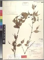 Image result for Rytigynia uhligii