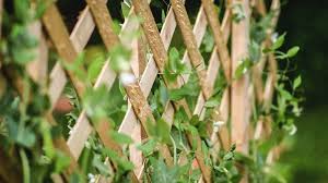 Learn how to trellis peas, get tips for training the vines, and support ideas too. Diy Garden Trellis Projects Easy Functional Garden Season