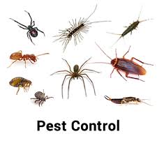 Your problem is our problem!!! Yellow Jacket Termite And Pest Control Llc Yellow Jacket Termite Pest Control Llc