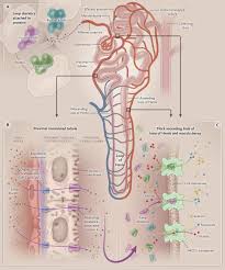 Image result for Loop Diuretic
