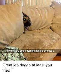 We did not find results for: My Friend S Dog Is Terrible At Hide And Seek Great Job Doggo At Least You Tried Funny Meme On Ballmemes Com