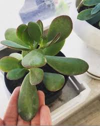 Direnaj yaparak taban suyuyla mücadele edebilirsiniz. Bakimi Kolay Bitkiler Her Kosulda Dayanikli 8 Ev Bitkisi Evim