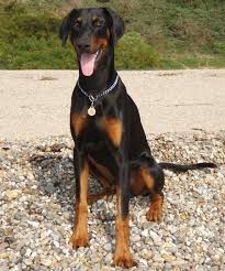Black And Tan Doberman Pinscher Frankie The Doberman Pinscher Doberman Doberman Pinscher Natural Ears Doberman Dogs