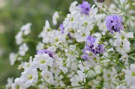 Baby Breath Flower Meaning Flower Meaning