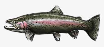 Open mouth, open gill, and complete inner mouth detail is standard. 31 Steelhead Trout Fish Mount Replica Rainbow Trout Free Transparent Png Download Pngkey