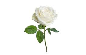 Pink mean gratitude, appreciation, and admiration white lillies symbolize humility and devotion, as the flowers most often associated with funerals, lilies symbolize that the soul of the departed has received restored. Single White Rose Meaning Reveal Its Real Symbolic Meaning All Rose Color Meanings