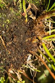 Image result for Blechnum attenuatum