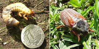 Chafer Grubs In My Lawn Lawntech Care Guide