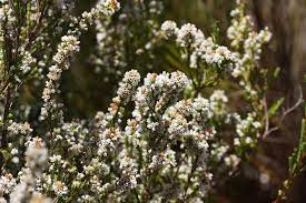 Erica Leucantha Honey Scented Heath From Mountain Fynbos Fynbos Trees To Plant Wedding Flowers