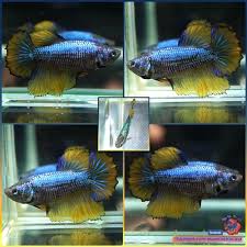 Live Betta Fish Female Blue Green Mustard Gas Rose Tail Halfmoon Hm 1965 Betta Fish Betta Fish Pet