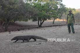 Biawak komodo merupakan spesies yang rentan terhadap kepunahan,. Lipi Pembangunan Jurassic Park Tak Ganggu Komodo Republika Online