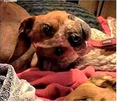 The effects of the nuclear disasterthere were many health effects that were short term and long term after the. Am I Looking At A Mutated Dog From Chernobyl Or Is It A Dog Looking Sideways Confusing Perspective