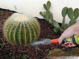 A la recherche de cactus plante grasse entretien ? Cactus Succulentes Ou Plantes Grasses