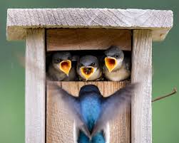 Image result for Flyte Blackbird Nest Box