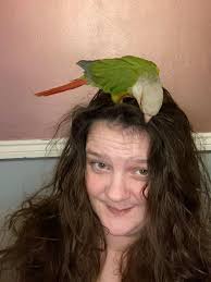 Grey Go-away-bird. That hairstyle must take hours in the morning.