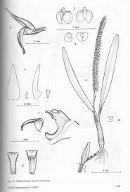 Image result for Bulbophyllum burttii