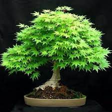 Japanese Bonsai Maple Tree Seeds 20 Seeds Bonsai Maple Tree Japanese Maple Bonsai Bonsai Tree