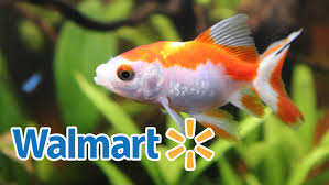 These are the most preferred type of food for fishes, but are difficult to get. Walmart Just Banned Live Fish Sales