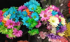 Daisies At Jewel Osco Jewels Daisy Jewelry