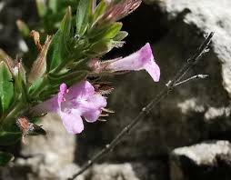 Image result for Micromeria