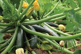 Zucchini is an annual vine that has shallow, branched and well developed taproots. Copyright By Maxpixel