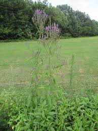 Image result for Verbenaceae