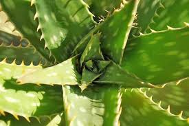 Aloe vera vor dem umtopfen schneiden. Aloe Vera Ein Geschenk Fur Schonheit Und Wohlbefinden