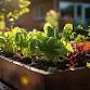 Gardening Series: Garden Growth