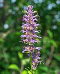 4 out of 5 stars. Anise Hyssop Agastache Foeniculum Inaturalist United Kingdom