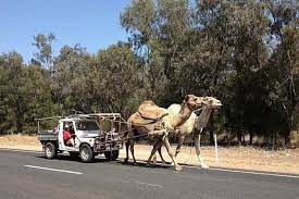 I've seen many websites that state it is illegal to ride camels on the highway in nevada. 9 Unusual Las Vegas Laws Casino Org Blog