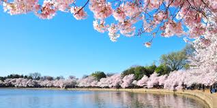 Cherry Blossoms Around The World
