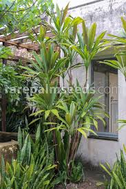 Image result for Cordyline